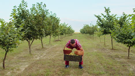 happy man agronomist shows good harvest of raw hazelnuts holding full nuts boxes in hands in garden