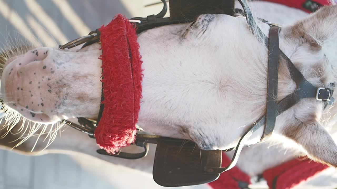 Horse head with harness