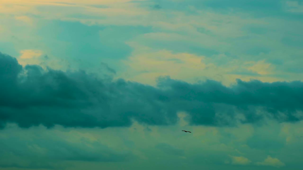 silueta de un pájaro en el cielo del crepúsculo - toma de ángulo bajo