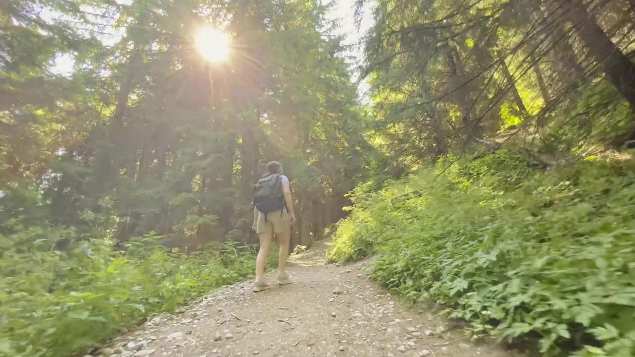 Plano em movimento em ângulo baixo atrás de uma trilheira com mochila caminhando em um amplo caminho de terra em uma floresta de pinheiros verde e ensolarada.