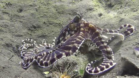 Mimic-Octopus-Erhebt-Sich-Aus-Seiner-Mulde-Im-Sandboden-Und-Imitiert-Flunder,-Mehrere-Richtungsänderungen