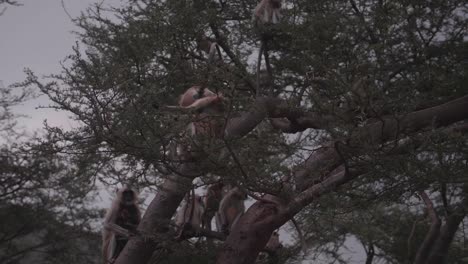 Among-the-leafy-branches-spirited-group-of-monkeys-play-in-the-trees