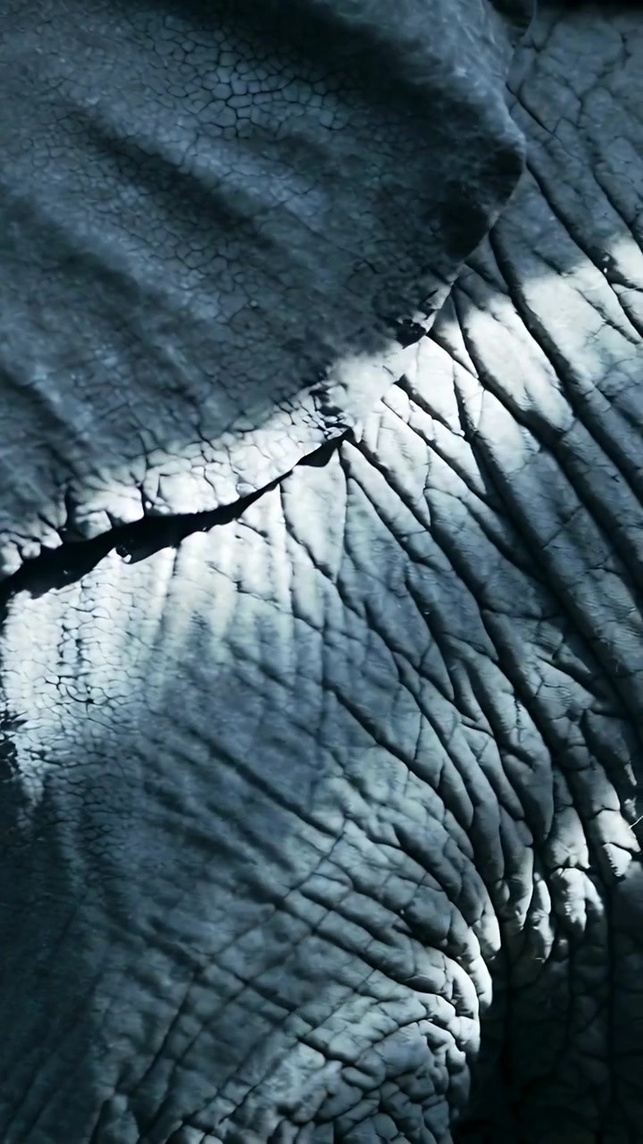 Vertical video: Panning camera across elephant flank in sunlight, revealing fissure and sun stripe