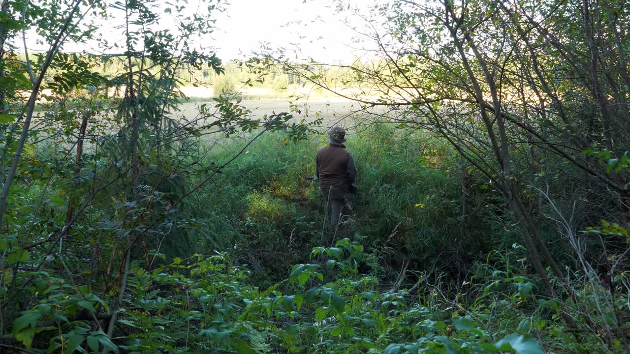 Plano dolly de caçador em grama alta e verde explorando os campos em busca de presas em potencial.
