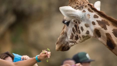 giraffe eating 100