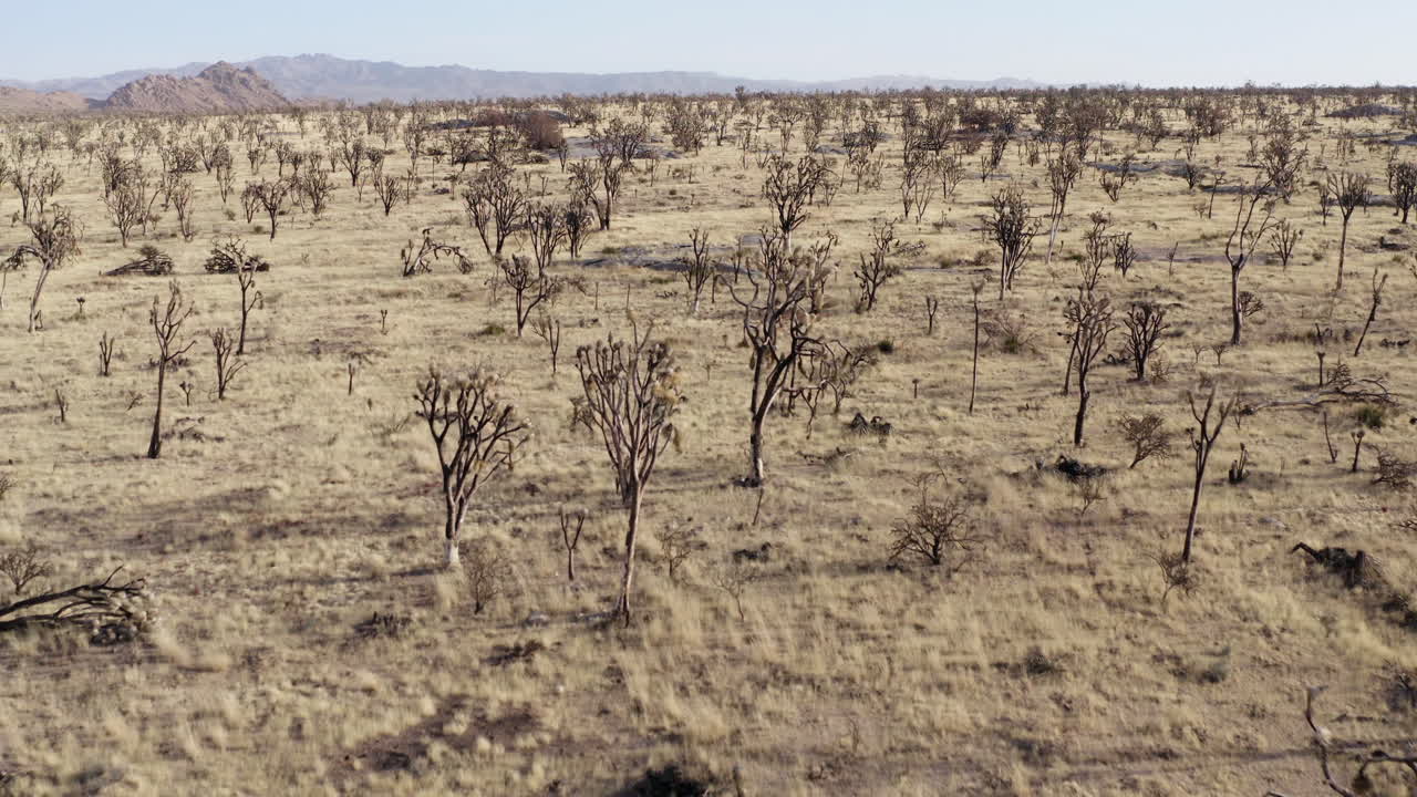 Vast desert landscape with numerous Joshua trees and dry grass