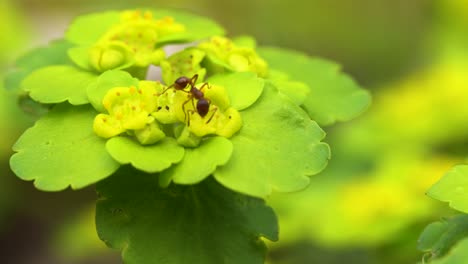 saxifraga dorada de hojas alternas con diminuta hormiga rojiza