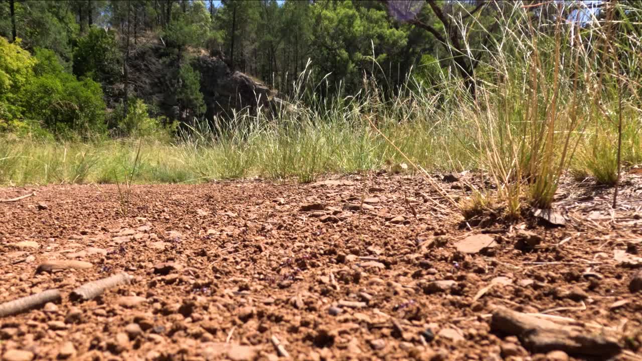 개미들은 토양을 파고 옮기기 위해 함께 일합니다.