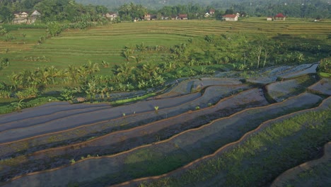 Granjero-Caminando-Sobre-Campos-De-Arroz-Con-Cáscara-En-Indonesia,-Vista-Aérea