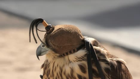 falcon at falcon souq