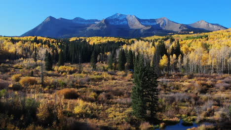 stunning bright bluebird sunny sunrise morning autumn aspen tree forest fall golden yellow colors kebler pass aerial cinematic drone crested butte gunnison colorado rocky mountains forward up