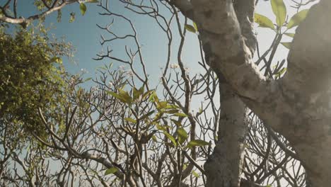 un primer plano del tronco de un árbol, inclinándose hacia arriba para revelar la espesa vegetación tropical circundante y el cielo azul perfecto en un día soleado, panjim, goa, india