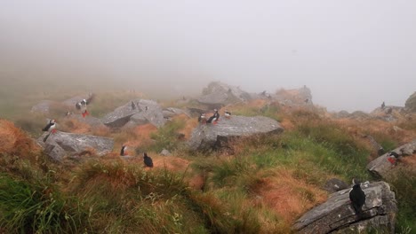 papagayo atlántico (fratercula arctica), en la roca de la isla de runde (noruega).