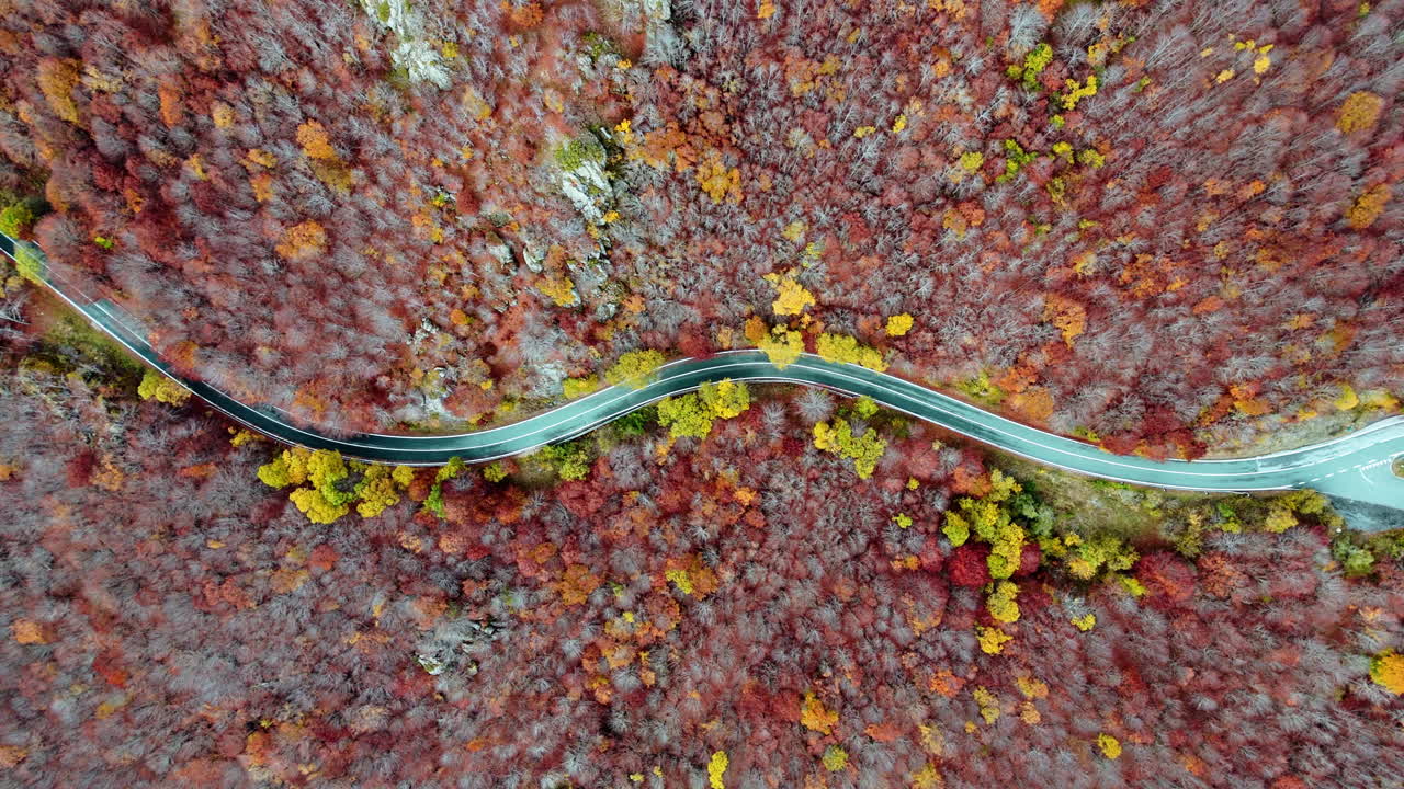 Aerial view of serpentine road through vibrant autumn forest colors