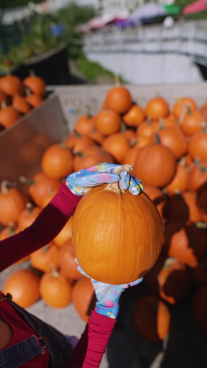 recogiendo calabazas en una granja