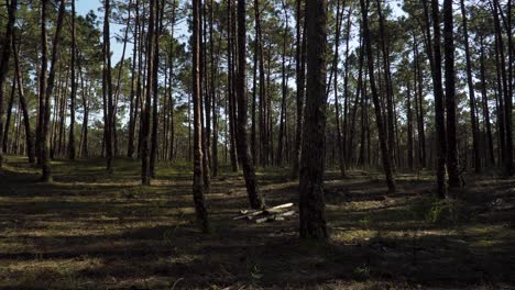 paisaje de bosque de pinos de 4k con algunos árboles cortados en medio del bosque