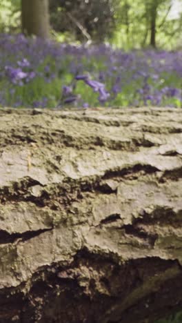 Vertikale-Video-Glockenblumen,-Die-Im-Vereinigten-Königreich-Wachsen,-Wald,-Umgestürzter-Baum-Im-Vordergrund-1