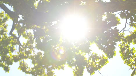 pulling-focus-from-infinite-to-focus-on-the-leaves-of-trees-showing-the-sunburst