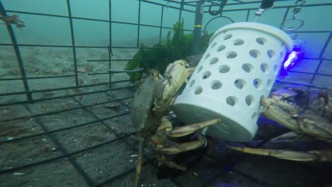 Unterwasseraufnahmen-Von-Dungeness-Krabben,-Die-Aus-Einem-Krabbentopf-Fressen