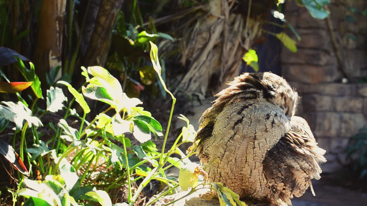 Gufo nel parco. Sparatoria a Orlando