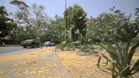 las palomas toman vuelo sobre una acera