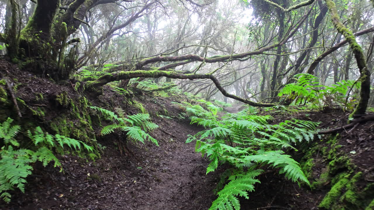 Lush green forest trail in Parque Rural de Anaga, calm and serene