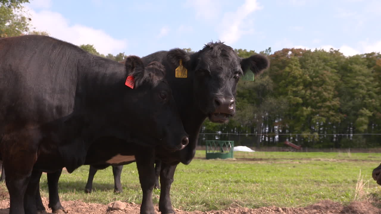 Black Angus cows chew the cud in the pasture, slow motion.