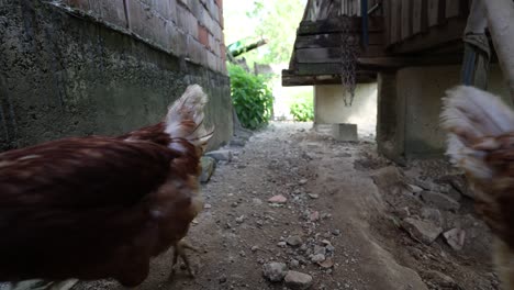 muchos pollos rojos en un día de verano en el pueblo