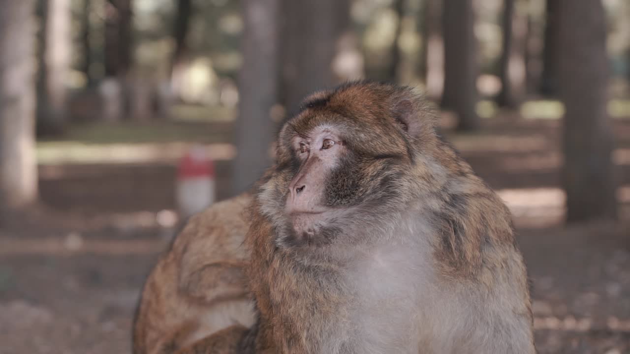 close up Monkey mother and little monkey in the Moroccan forrest mountains