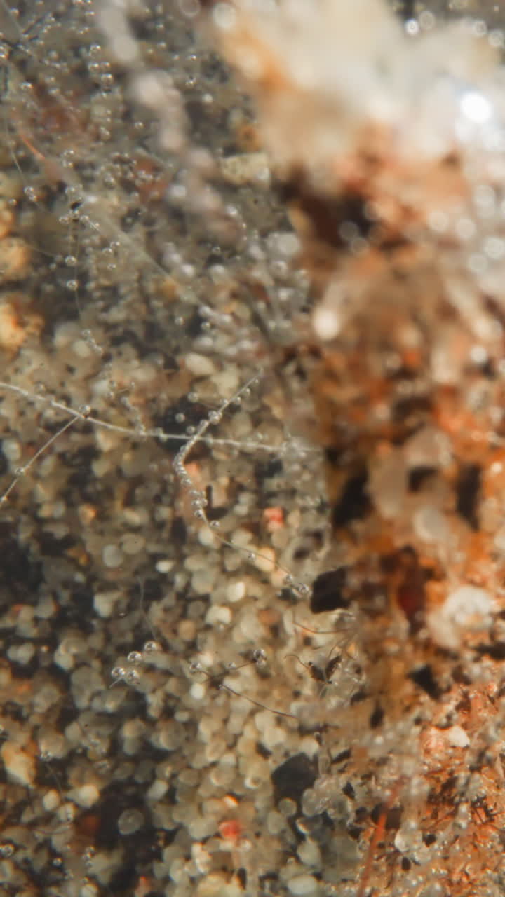 Fantastic underwater landscape with grey pebbles and fragments of orange granite. Oxygen bubbles linger on shoots of plants shining white. Flora of seabed