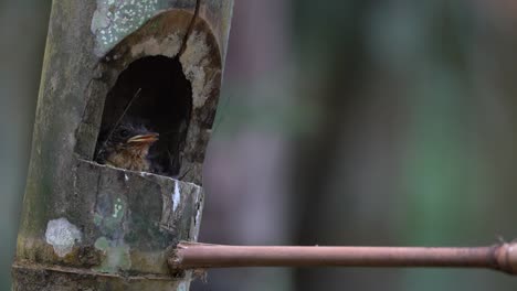 worm flycatcher chicks wait in the nest, then their mother comes to give them food