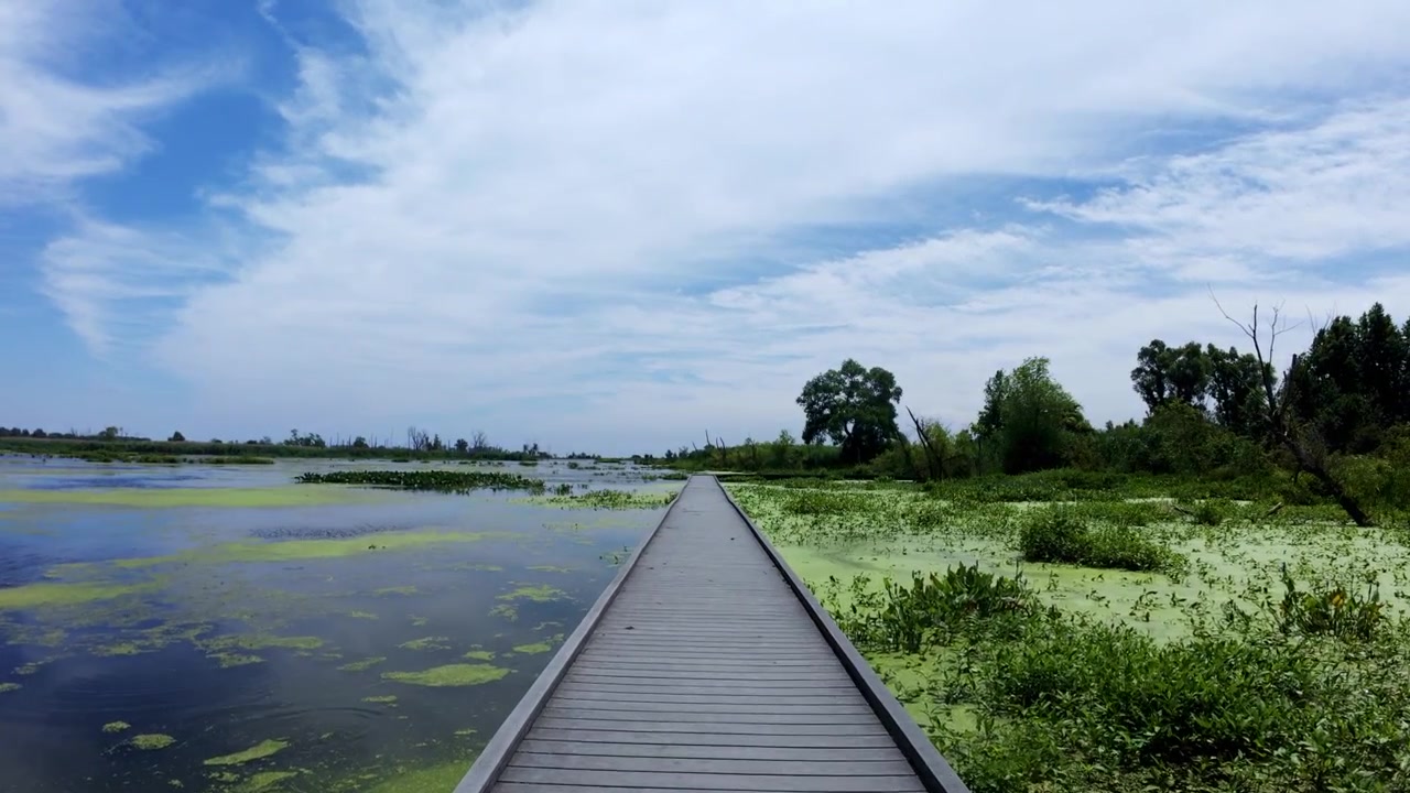 การเดินผ่านระบบนิเวศหนองน้ำอันเงียบสงบในออนแทรีโอ แคนาดา แบบภาพยนตร์