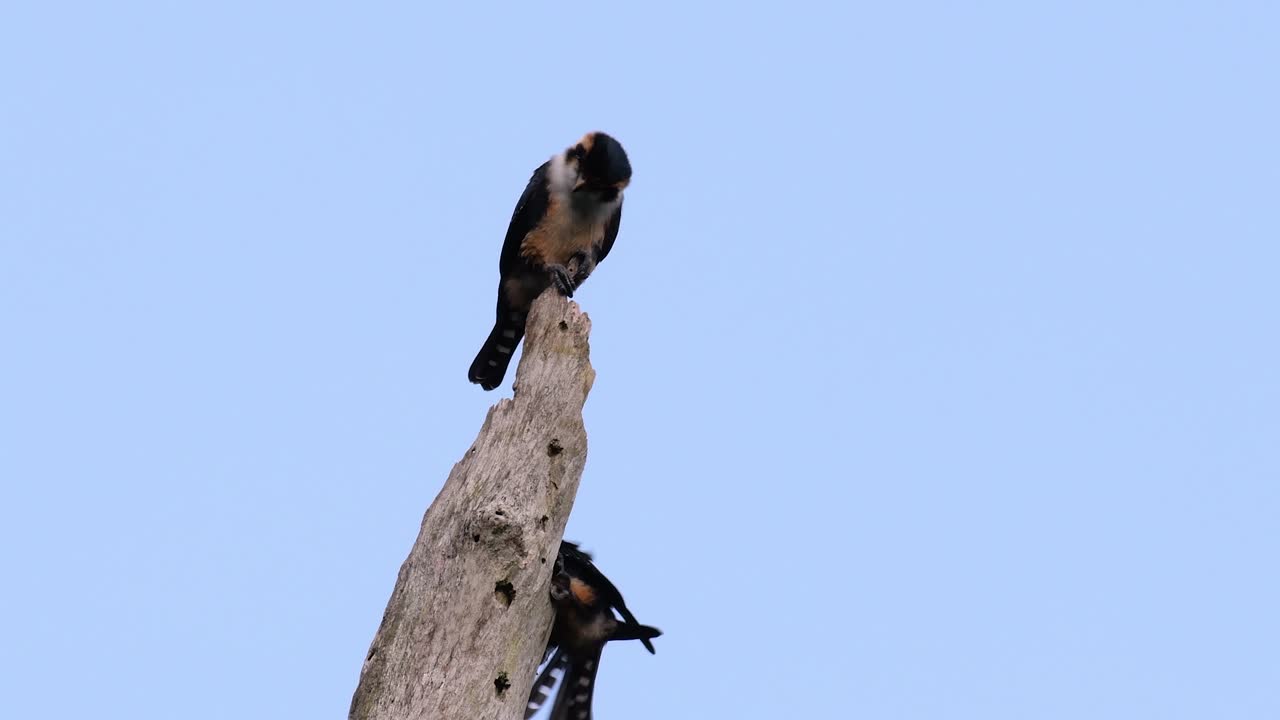 чернозобый сокол - одна из самых маленьких хищных птиц, встречающихся в лесах некоторых стран азии