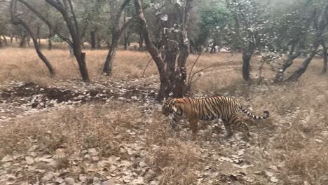 Una-Toma-Amplia-Siguiendo-A-Un-Tigre-De-Bengala-Mientras-Camina-Por-El-Bosque-Seco-De-La-India