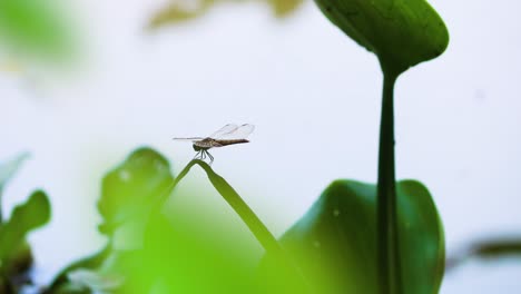 Libélula-Apoyada-En-Una-Planta-Y-Luego-Volando,-Bangladesh