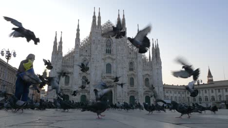 old man feeding the pigeons at the milan cathedral square on an early morning