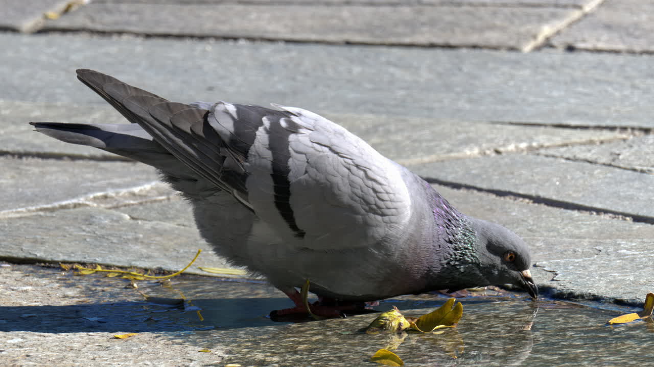A grey pigeon drinking water from a puddle on the street