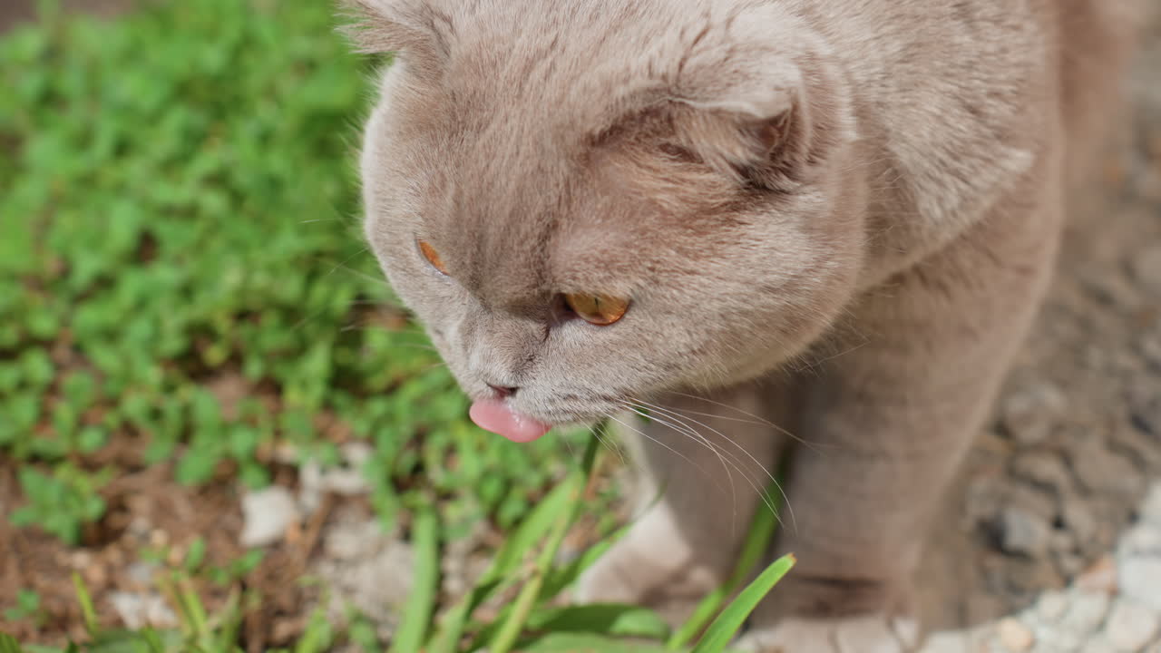Grey Feline Stares Silently Onto Tranquil Ground, Serene Cat Observes Still Garden Floor With Gentle Concentration, Peaceful Grey Feline Gazes Quietly Over Calm Mosscovered Earth Below