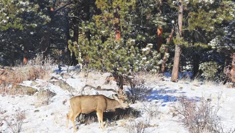 mule deer buck grazing along bushes and pine trees with snow on the ground in a remote area of the colorado rocky mountains during the winter