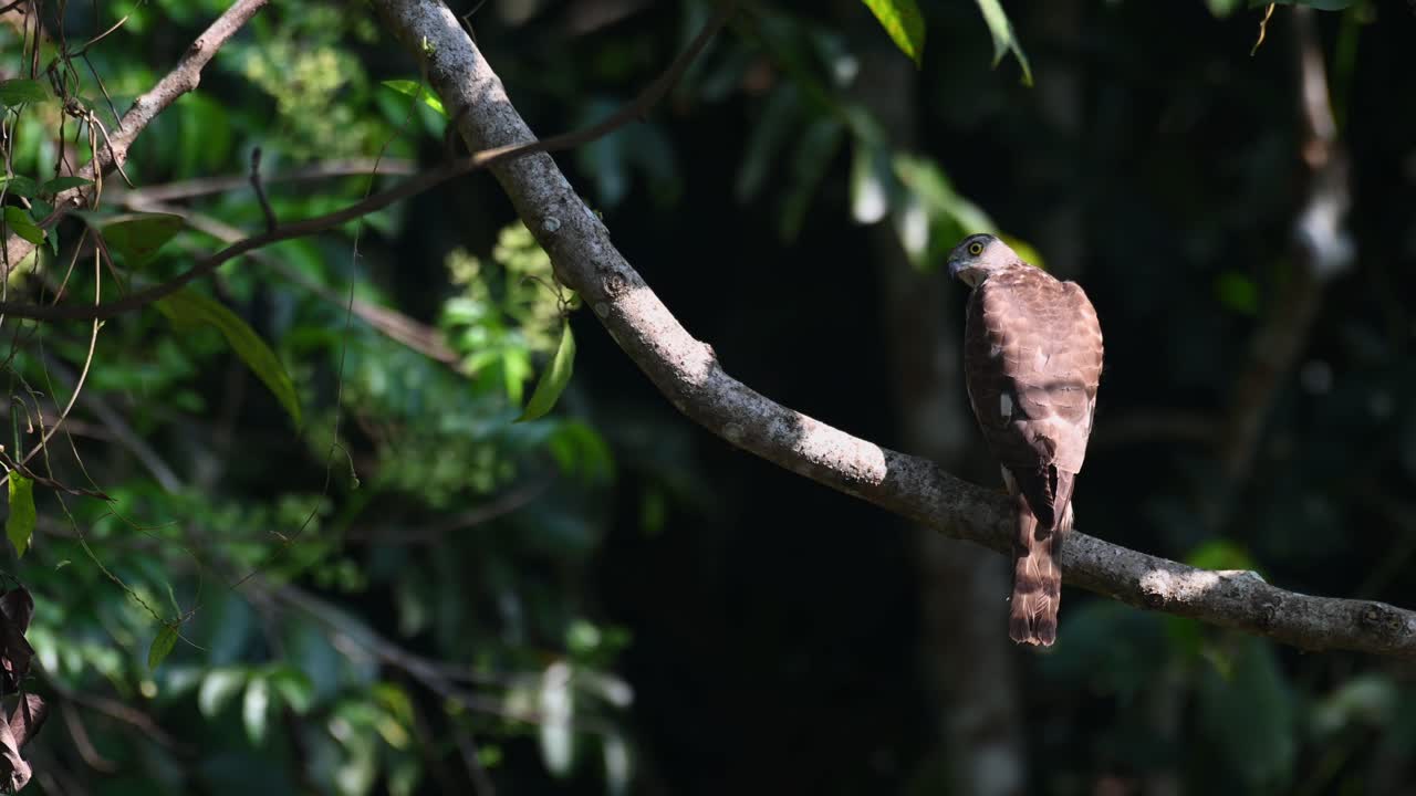 shikra, accipiter badius, parque nacional khao yai, tailandia