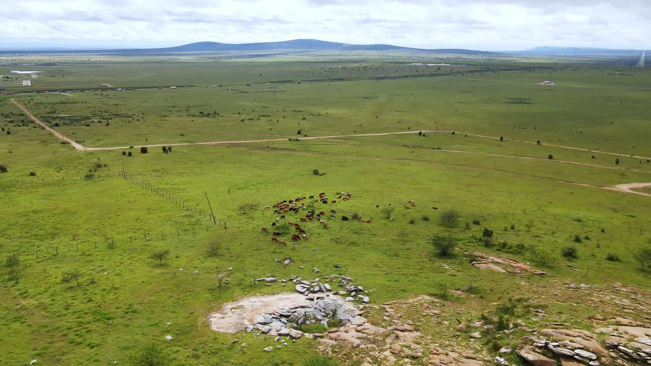 Aerial view of cattle grazing in a vibrant green field, with a dirt road and mountains in the distance, showcasing the vastness of nature.