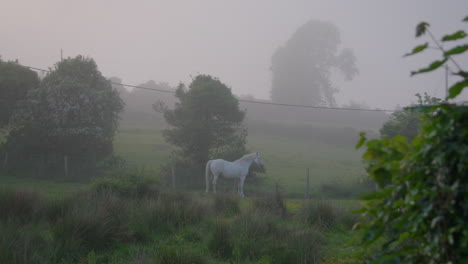 Weiße-Pferde-Grasen-Im-Frühen-Morgennebel