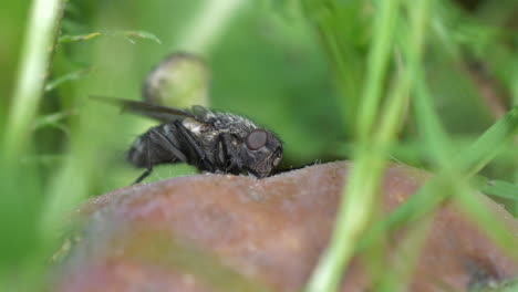 primer plano de detalle de repugnante insecto mosca comiendo residuos