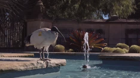 a labeled australian white ibis is sunbathing near a fountain