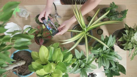 vista superior de un hombre asiático con un teléfono inteligente y tomando fotos de plantas en casa