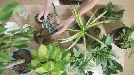 top view of asian man holding smartphone and taking photos of plants at home