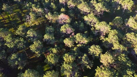 Aerial view flying over Pine Tree Forest Plantation in Gnangara, Perth, Western Australia