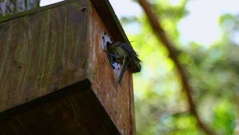 pequeño pájaro nieva comida en una caja de pájaros nido a los animales jóvenes y luego rápidamente vuela de nuevo