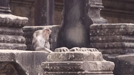 Affe-Kratzt-Sich-Am-Rücken-In-Angkor-Way,-Kambodscha