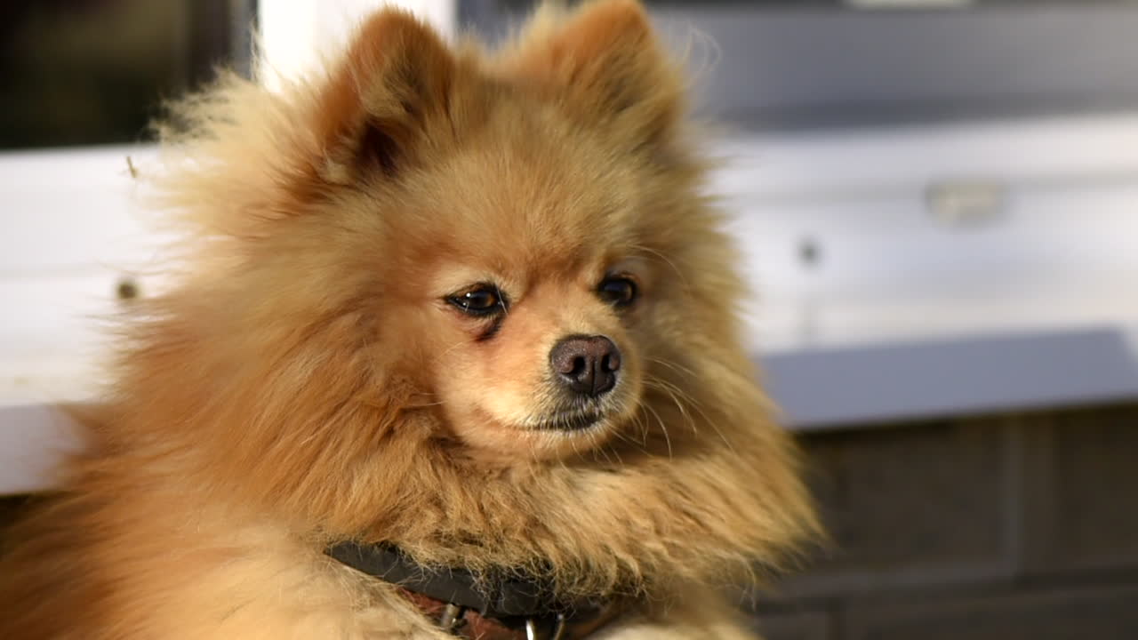 Small pomeranian spitz resting near the window sill outside the home and looking around. Sunny day